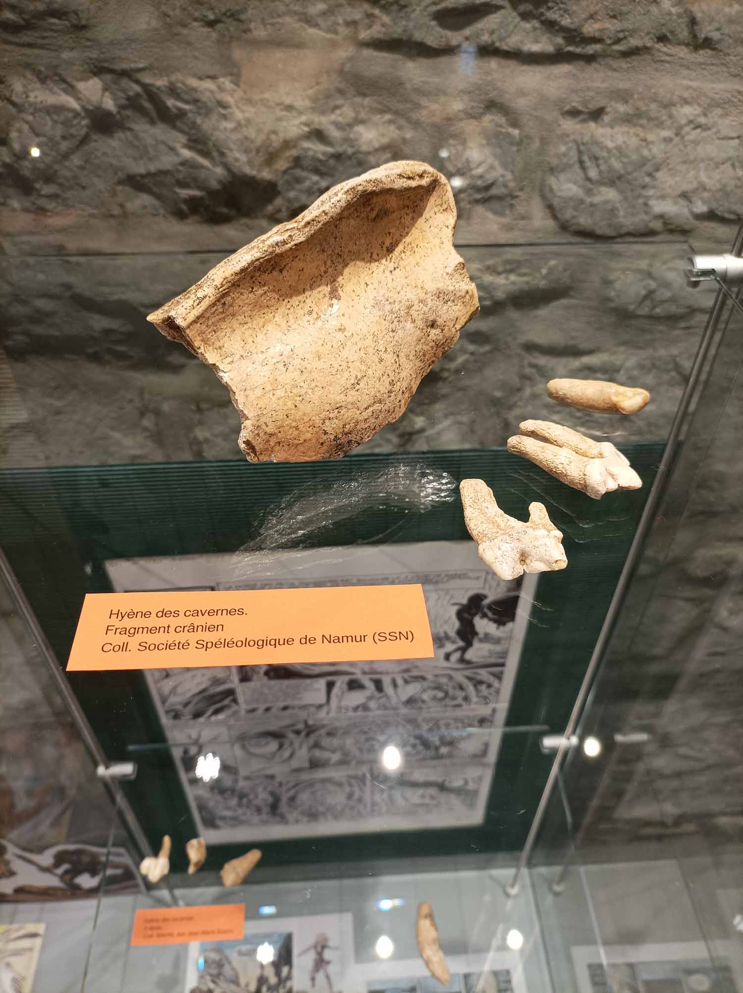 Fragment crânien et dents d’Hyène des cavernes. Coll. SSN.